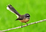 New Zealand fantail | Pīwakawaka. North Island pied morph adult. Lake Taupo, May 2011. Image © Cheryl Marriner by Cheryl Marriner.