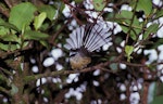 New Zealand fantail | Pīwakawaka. Chatham Island adult showing fanned tail. Chatham Island, October 1993. Image © Peter Reese by Peter Reese.