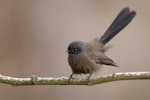 New Zealand fantail | Pīwakawaka. Immature South Island black morph. Dunedin, July 2009. Image © Craig McKenzie by Craig McKenzie.