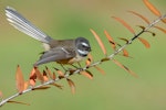 New Zealand fantail | Pīwakawaka. North Island pied morph adult. Rotorua, June 2012. Image © Tony Whitehead by Tony Whitehead.