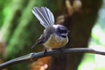 New Zealand fantail | Pīwakawaka. Chatham Island adult. Chatham Island, October 2011. Image © Mark Fraser by Mark Fraser.