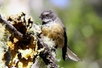 New Zealand fantail | Pīwakawaka. Chatham Island adult. Chatham Island, October 2011. Image © Mark Fraser by Mark Fraser.