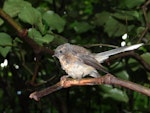 New Zealand fantail | Pīwakawaka. Juvenile Chatham Island fantail. Rangatira Island, Chatham Islands, February 2018. Image © Graeme Taylor by Graeme Taylor.