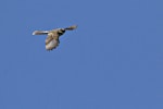 New Zealand fantail | Pīwakawaka. North Island pied morph adult in flight. Tauranga, September 2012. Image © Raewyn Adams by Raewyn Adams.