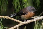 New Zealand fantail | Pīwakawaka. Immature North Island pied morph. Wanganui, December 2010. Image © Ormond Torr by Ormond Torr.