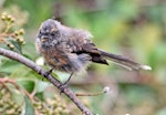 New Zealand fantail | Pīwakawaka. Juvenile North Island pied morph. Havelock North, February 2009. Image © Dick Porter by Dick Porter.