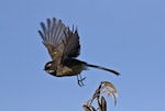 New Zealand fantail | Pīwakawaka. Adult South Island fantail (pied morph) taking flight from flax seedhead. Nelson sewage ponds, July 2015. Image © Rebecca Bowater by Rebecca Bowater FPSNZ AFIAP.