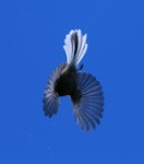 New Zealand fantail | Pīwakawaka. Ventral view of adult in flight. Palmerston North, November 2008. Image © Phil Battley by Phil Battley.