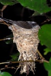 New Zealand fantail | Pīwakawaka. North Island pied morph adult on nest. Wellington, October 2007. Image © Peter Reese by Peter Reese.