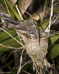 New Zealand fantail | Pīwakawaka. Pair of North Island fantails building a nest. Oratia, November 2016. Image © John and Melody Anderson, Wayfarer International Ltd by John and Melody Anderson.