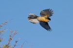 New Zealand fantail | Pīwakawaka. Adult North Island fantail in flight. Shakespear Regional Park, June 2016. Image © Donald Snook by Donald Snook.