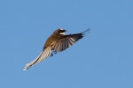 New Zealand fantail | Pīwakawaka. Adult North Island fantail in flight. Shakespear Regional Park, June 2016. Image © Donald Snook by Donald Snook.