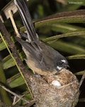 New Zealand fantail | Pīwakawaka. Adult North Island fantail at nest with eggs. Oratia, November 2016. Image © John and Melody Anderson, Wayfarer International Ltd by John and Melody Anderson.