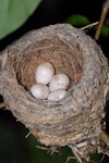 New Zealand fantail | Pīwakawaka. Nest with 4 eggs. Wellington, October 2007. Image © Peter Reese by Peter Reese.