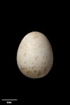 New Zealand fantail | Pīwakawaka. South Island fantail egg 16.1 x 12.5 mm (NMNZ OR.007272). Port Underwood. Image © Te Papa by Jean-Claude Stahl.