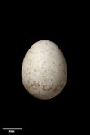 New Zealand fantail | Pīwakawaka. North Island fantail egg 16.0 x 12.5 mm (NMNZ OR.007275, collected by Captain John Bollons). Kaipara Head. Image © Te Papa by Jean-Claude Stahl.