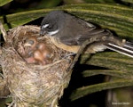 New Zealand fantail | Pīwakawaka. Adult North Island fantail at nest with small chicks. Oratia, December 2016. Image © John and Melody Anderson, Wayfarer International Ltd by John and Melody Anderson.