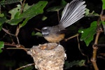 New Zealand fantail | Pīwakawaka. North Island pied morph adult at nest with chicks. November 2007. Image © Peter Reese by Peter Reese.