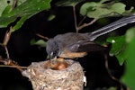 New Zealand fantail | Pīwakawaka. North Island pied morph adult feeding chicks in nest. Wellington, November 2007. Image © Peter Reese by Peter Reese.