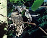 New Zealand fantail | Pīwakawaka. North Island pied morph adult feeding chicks at nest. Cuvier Island, January 1977. Image © Department of Conservation (image ref: 10041894) by Dick Veitch.