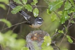 New Zealand fantail | Pīwakawaka. Pied morph South Island adult at nest feeding chicks. Christchurch, October 2012. Image © Steve Attwood by Steve Attwood.