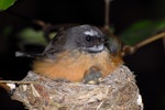 New Zealand fantail | Pīwakawaka. North Island fantail on nest with chicks. November 2007. Image © Peter Reese by Peter Reese.