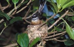 New Zealand fantail | Pīwakawaka. Chatham Island adult at nest. Chatham Island, October 1993. Image © Peter Reese by Peter Reese.