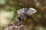 New Zealand fantail | Pīwakawaka. Adult North Island fantail feeding a damselfly to its chick in nest. Auckland, November 2014. Image © Bartek Wypych by Bartek Wypych.