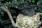 New Zealand fantail | Pīwakawaka. Black morph South Island adult on nest. Lake Ohau, December 1985. Image © Department of Conservation (image ref: 10029686) by Rod Morris.