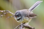 New Zealand fantail | Pīwakawaka. Adult North Island pied morph calling. Lake Okareka, September 2012. Image © Tony Whitehead by Tony Whitehead.