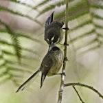 New Zealand fantail | Pīwakawaka. North Island adults courtship feeding. Tauranga, September 2012. Image © Raewyn Adams by Raewyn Adams.