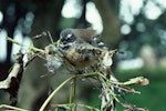 New Zealand fantail | Pīwakawaka. Adult North Island pied morph caught in parapara ('bird-catching' tree). Little Barrier Island, August 1977. Image © Department of Conservation (image ref: 10042138) by Dick Veitch.