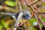 New Zealand fantail | Pīwakawaka. Adult North Island pied morph preening. Te Puke, June 2012. Image © Raewyn Adams by Raewyn Adams.