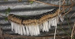 New Zealand fantail | Pīwakawaka. Winter roosting huddle of 31 birds (30 pied morph, 1 black morph). Mosgiel, Dunedin, July 2020. Image © Victoria Chapman by Victoria Chapman.