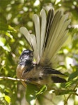 New Zealand fantail | Pīwakawaka. Adult South Island fantail (pied morph) preening. Kaituna Scenic Reserve, Canterbury, March 2014. Image © Steve Attwood by Steve Attwood.