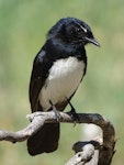 Willie wagtail. Adult. Canberra, October 2018. Image © R.M. by R.M..