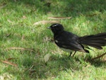 Willie wagtail. Adult with fanned tail. Coogee, Western Australia, January 2015. Image © Steve Mansfield by Steve Mansfield.