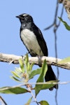 Willie wagtail. Adult. Northern Territory, Australia, July 2012. Image © Dick Porter by Dick Porter.