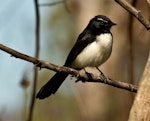 Willie wagtail. Adult. Townsville, Australia. Image © Rebecca Bowater FPSNZ by Rebecca Bowater FPSNZ.