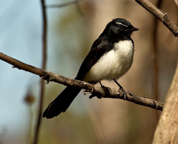 Willie wagtail. Adult. Townsville, Australia. Image © Rebecca Bowater FPSNZ by Rebecca Bowater FPSNZ.