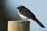 Willie wagtail. Adult. Browns Rd, Monarto, South Australia, June 2013. Image © Craig Greer by Craig Greer.