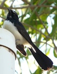 Willie wagtail. Adult. Adel's Grove, Queensland, Australia, June 2008. Image © Alan Tennyson by Alan Tennyson.