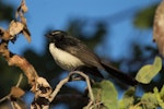 Willie wagtail. Adult. Home Valley Station, Kununurra, Kimberley, Western Australia, August 2014. Image © Roger Smith by Roger Smith.