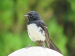 Willie wagtail. Adult. Clearville, Western Australia, January 2015. Image © Steve Mansfield by Steve Mansfield.