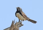 Willie wagtail. Adult. Northern Territory, Australia, July 2012. Image © Dick Porter by Dick Porter.