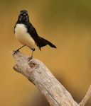 Willie wagtail. Adult. Perth, April 2016. Image © Imogen Warren by Imogen Warren.