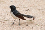 Willie wagtail. Adult on ground. Sydney, New South Wales, Australia, December 2012. Image © Duncan Watson by Duncan Watson.