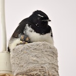 Willie wagtail. Adult brooding chicks; nest lampshade. Quinns Rocks, Western Australia, October 2104. Image © Marie-Louise Myburgh by Marie-Louise Myburgh.