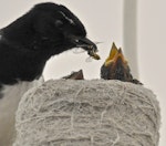 Willie wagtail. Adult feeding wasp to two chicks in nest on lampshade. Quinns Rocks, Western Australia, October 2014. Image © Marie-Louise Myburgh by Marie-Louise Myburgh.