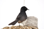 Willie wagtail. Parent guarding nest on lampshade. Quinns Rocks, Western Australia, October 2014. Image © Marie-Louise Myburgh by Marie-Louise Myburgh.